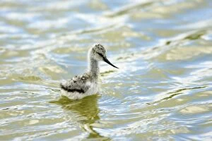 Avocet - chick searching for food