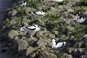Images Dated 6th May 2005: Avocet colony