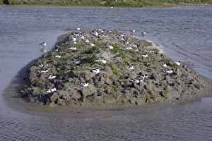 Images Dated 6th May 2005: Avocet colony
