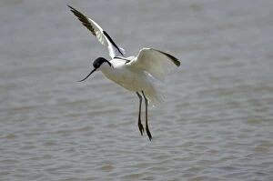Images Dated 22nd September 2005: Avocet - coming in to land, Minsmere, Suffolk, UK BI003016