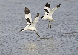 Pursuit Prints: Avocet - courtship chase in flight - Cley - Norfolk - UK 12276