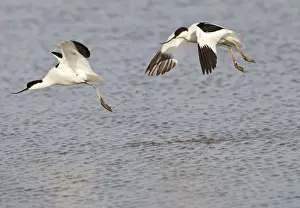 Pursuit Prints: Avocet - courtship chase in flight - Cley - Norfolk - UK 12277