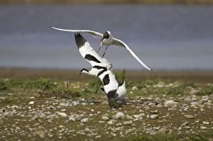 Avocet - defending territory against Black-Headed Gulls (Larus ridibundus)