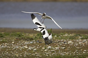 Avocet - defending territory against Black-Headed Gulls (Larus ridibundus) Avocet - defending territory against Black-Headed Gulls (Larus ridibundus)
