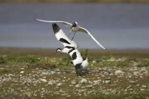 Avocet - defending territory against Black Headed Gulls (Larus ridibundus) Minsmere, Suffolk, UK BI003013