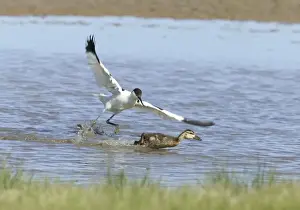 Avocet and Duckling - Duckling being chased by Avocet - May - North Norfolk UK