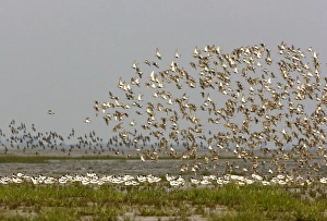 Images Dated 21st July 2004: Avocet and Dunlin (Calidris alpina). Avocet flock resting with Dunlin flock flying over - July