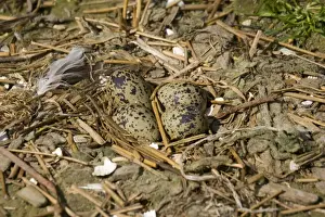 Avosetta Prints: Avocet - Eggs in nest - Pensthorpe Conservation Centre Fakenham Norfolk UK