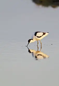 Avocet - feeding in early morning sun - Cley - Norfolk - UK 12288