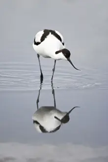 Present Idea Prints: Avocet - Feeding Recurvirostra avocetta Texel, Netherlands BI014035