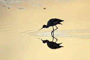 Avocet - feeding in shallow lake at sunset, Island of Texel, Holland