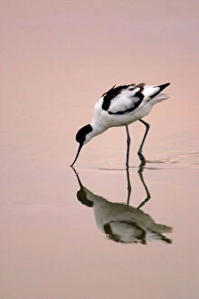 Foraging Collection: Avocet - Feeding at twighlight on sea estuary. Isle of Texel, Holland