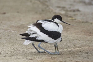 Gathering Gallery: Avocet - female gathering its chick under its