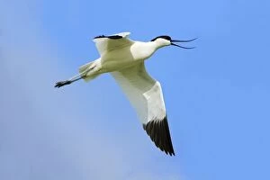 Images Dated 11th June 2008: Avocet - in flight, calling