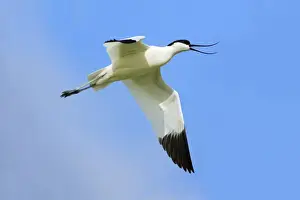 Avocet - in flight, calling, Holland, Texel