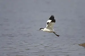 Avocet - in flight, Minsmere, Suffolk, UK BI003004