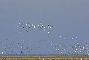 Images Dated 4th September 2004: Avocet - in flight, with waders at the turn of the tide - sailing boats in background - September