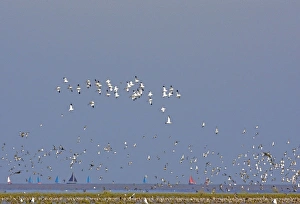 Images Dated 4th September 2004: Avocet - in flight, with waders at the turn of the tide - sailing boats in background - September