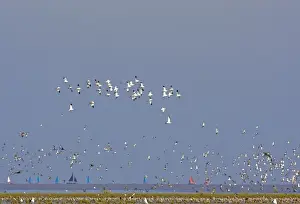 Avocet - in flight, with waders at the turn of the tide - sailing boats in background - September - Snettisham Norfolk UK