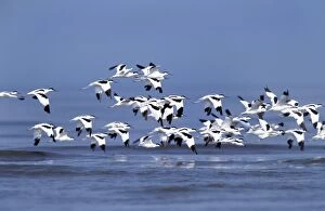 Avosetta Gallery: Avocet - flock in flight