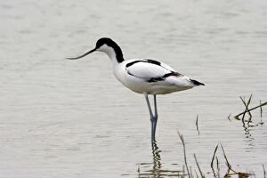 Waders Collection: Avocet. France