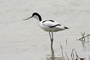 Waders Prints: Avocet. France