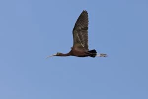 Avocet and Kestrel [Falco tinnunculus] In flight chasing off Kestrel
