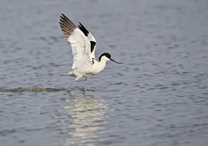 Avocet - landing on water - Cley - Norfolk - UK 12268