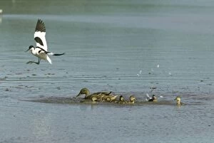 Images Dated 27th May 2004: Avocet and Mallard (Anas platyrhynchos) Mallard duck driving off Avocet from young