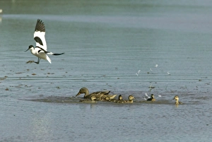 Anas Platyrhynchos Gallery: Avocet and Mallard (Anas platyrhynchos) Mallard duck driving off Avocet from young