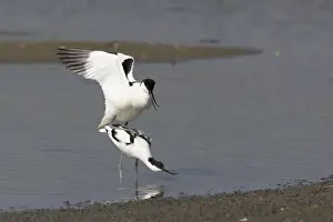 Avocet - Mating Recurvirostra avocetta Texel, Netherlands BI014056