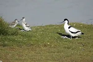 Avocet - parent bird and 2 chicks resting, Island of Texel, Holland