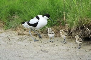 Avocet - parent bird about to brood chicks