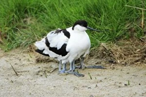 Images Dated 25th May 2008: Avocet - parent bird brooding chicks