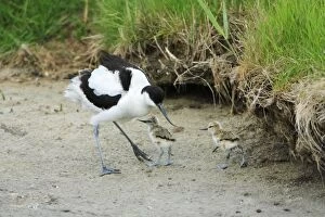 Images Dated 25th May 2008: Avocet - parent bird with chicks