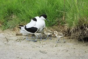 Images Dated 25th May 2008: Avocet - parent bird warming chicks