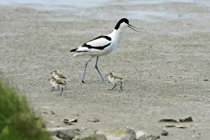 Images Dated 23rd May 2008: Avocet - parent bird warning chicks of danger
