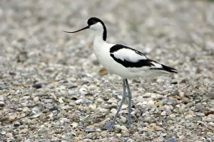 Avocet-resting on seashore, Isle of Texel, Holland