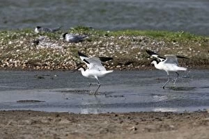 Avocet - two rival males fighting over territorial