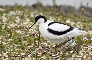 Images Dated 20th April 2008: Avocet - Settling on eggs - Marshside RSPB reserve