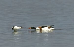 Images Dated 24th May 2004: Avocet and Shelduck (Tadorna tadorna) Stand off eye to eye