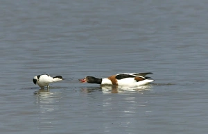 Images Dated 24th May 2004: Avocet and Shelduck (Tadorna tadorna) Stand off eye to eye, - May - North Norfolk, UK
