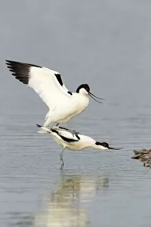 April Gallery: Avocet - standing in shallow water while mating with reflection - April