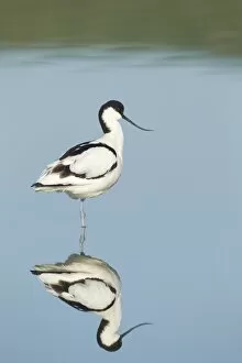 April Gallery: Avocet - standing in shallow water with reflection in early morning sunshine - April