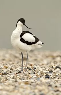 Avocet - standing on a shell and pebble beach - April
