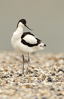 April Gallery: Avocet - standing on a shell and pebble beach - April