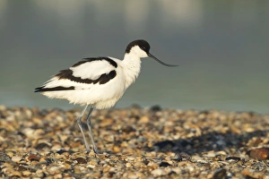 April Gallery: Avocet - standing on shoreline in early morning sunshine - April