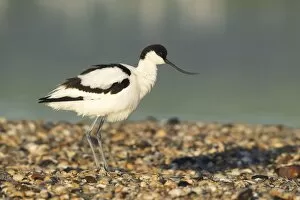 Images Dated 30th April 2012: Avocet - standing on shoreline in early morning sunshine - April