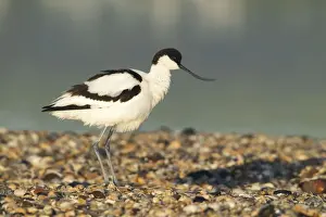 Pebbles Prints: Avocet - standing on shoreline in early morning sunshine - April - Texel - Netherlands