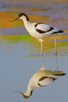 Colours Collection: Avocet - Texel - Netherlands